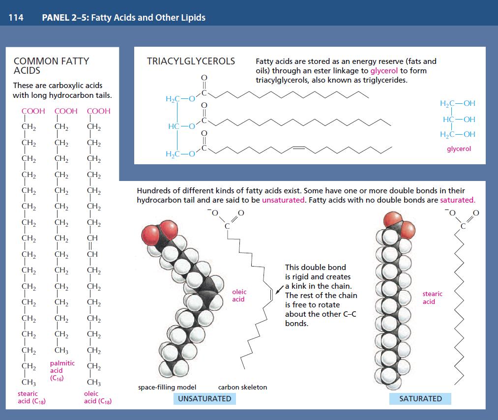 fatty acids Panel 2-5 Molecular