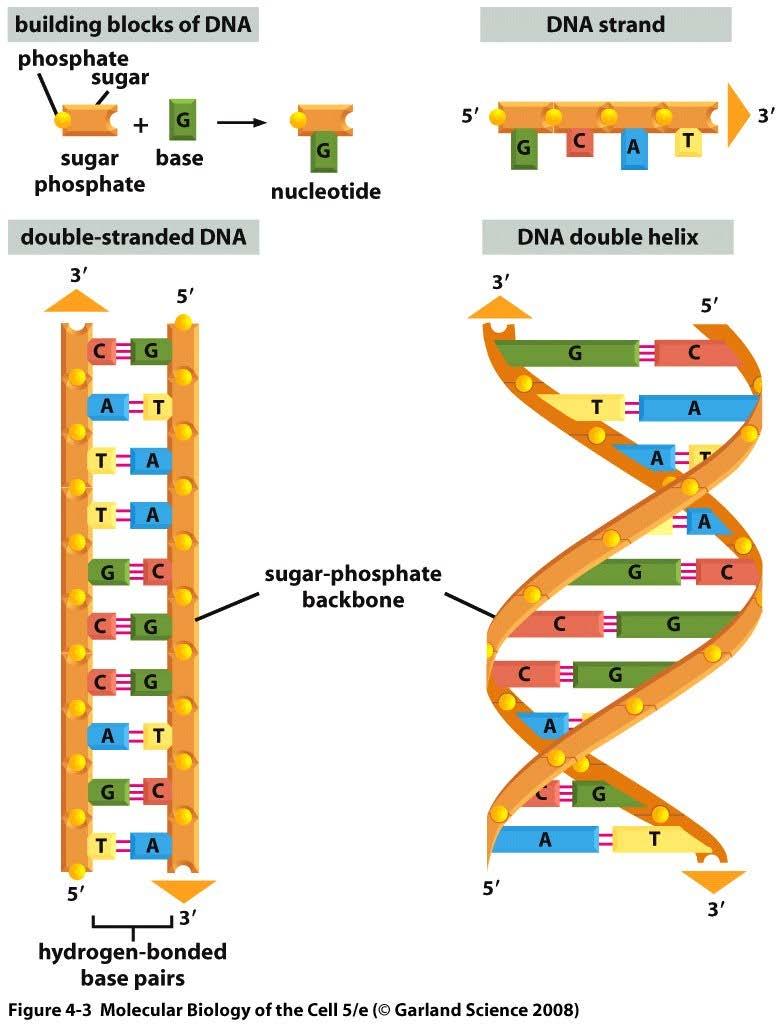 DNA and its