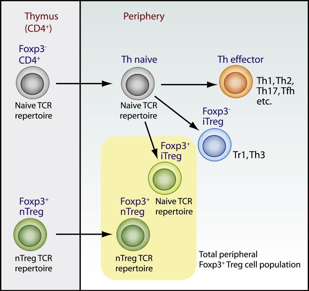 Origins of reg Cells Josefowicz. 2009. Immunity.
