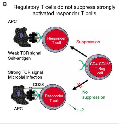 reg Mechanisms (cont d) Suppression is over-ridden by strong stimulus Adapted from Baecher-Allan, C. 2006. Human Regulatory Cells and heir Role in Autoimmune Disease. Immunological Reviews 212:203.