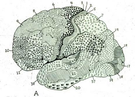 F. PRIMARY, SOMATOSENSORY CORTEX, SI =Postcentral Gyrus and Posterior Paracentral Lobule 1. Brodmann's scheme of cortical numbers: Areas 1, 2, 3 see Y & Y pp.191-192 1. Somatotopically organized.