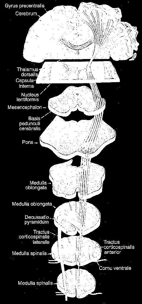 Conscious Descending Tract: Corticospinal Tract (System) anterior