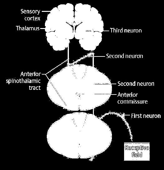 1st sensory neuron - spinal ganglion, fiber doesn t decussate