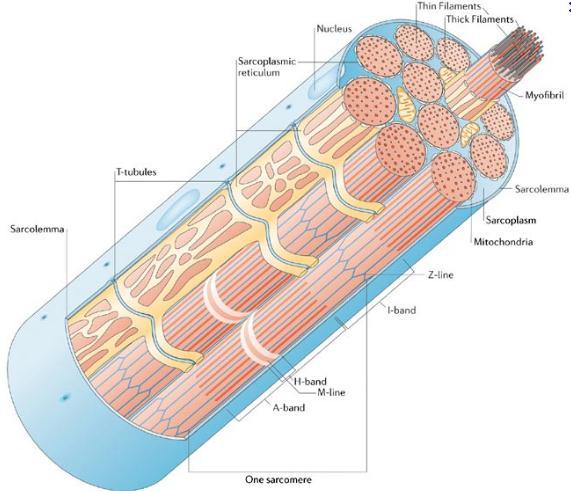 muscle fibers -A motor unit consists of a motor neuron and all muscle fibers it