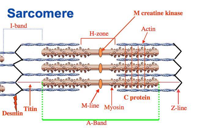 Contractile Unit in Muscle Interaction of actin and myosin heads Sarcomere