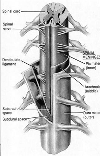 Primary Spinal Cord Tumors Extradural Usually mets Intradural extramedullary Usually meningiomas Intradural intramedullary Usually astrocytomas in children Usually ependymomas in adults Spinal Nerve