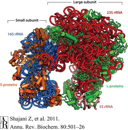 ribosome (A site = aminoacyl trna entry site) Anticodon of trna binds to codon of mrna Peptide bond formation catalyzes in the active site of the ribosome (=P site peptidyltransferase) Spent