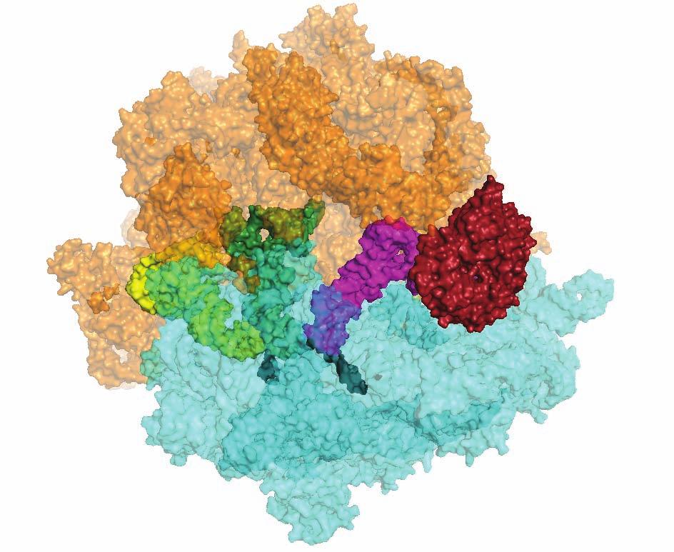 RIBOSOME STRUCTURE: IMPLICATIONS FOR ITS EVOLUTION 5 A B Figure 4. Structure of the complex of EF-Tu and aminoacyl trna bound to the ribosome.