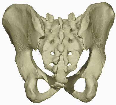 Sacrum What s happening The base of the sacrum will tilt inferior on the side of lateral flexion What you feel With all six palpation fingers laid across the base of sacrum you will feel a slight