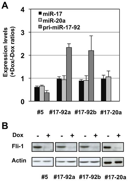 Like in #17-92a and #17-92b, mir-17 and mir-20a levels remained roughly unaffected by Dox treatment in #17-20 cells (Figure 5A) while Fli-1 remained strongly down regulated (Figure 5B).