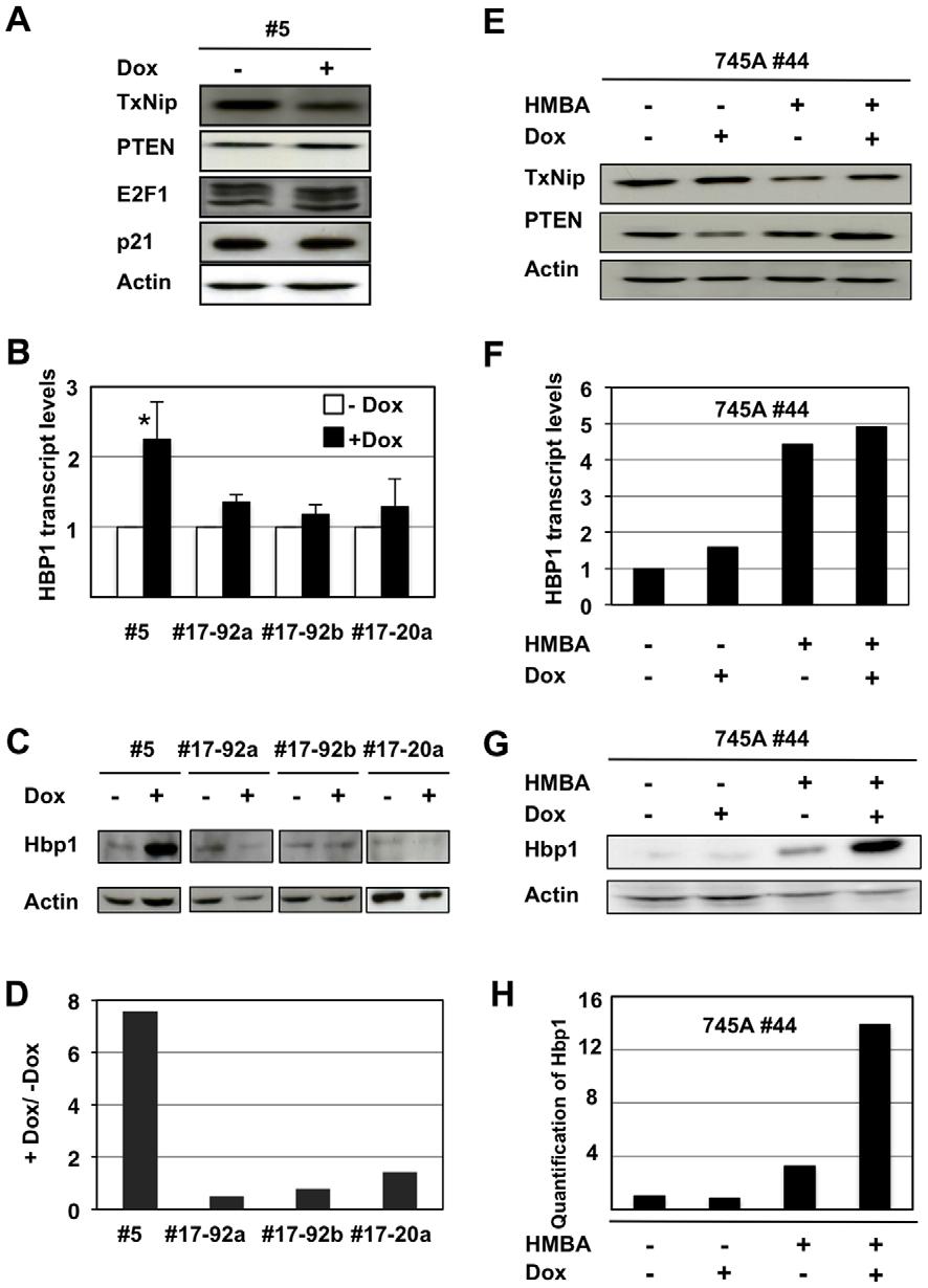 Figure 7. mir-17 and mir-20a contribute to Hbp1 regulation in NN10#5 and 7451#44 cells.