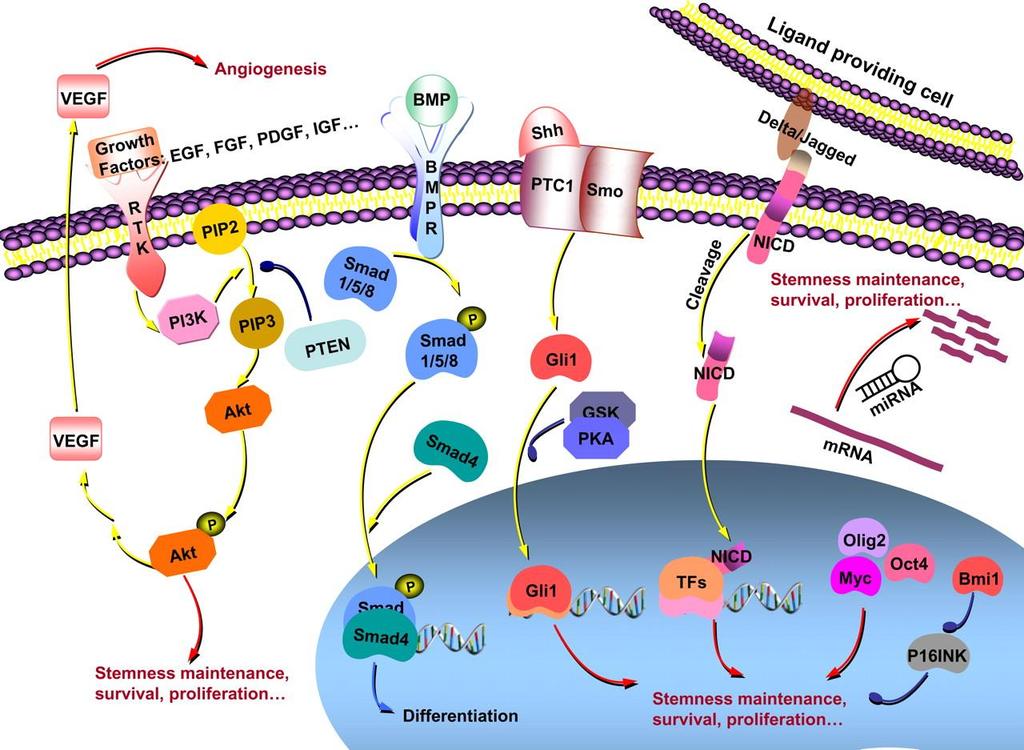 Complex signaling pathways and cellular factors regulate glioma CSCs.