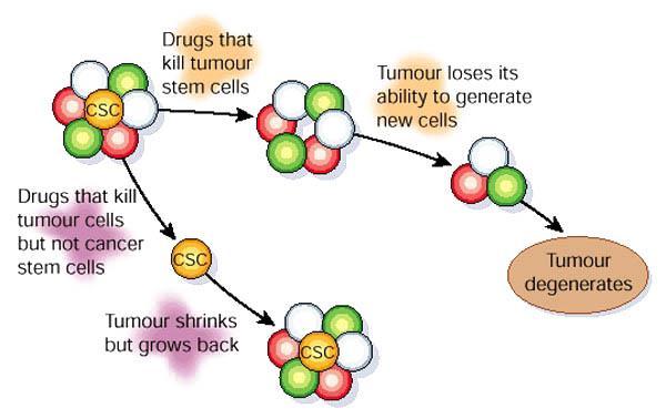 Hipoteza o matičnih celicah raka. T.