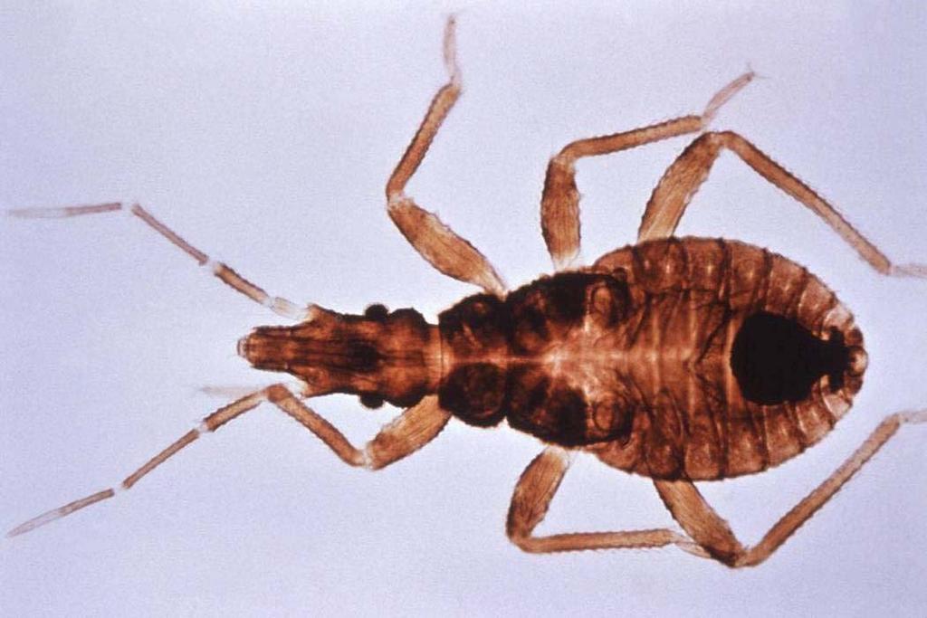 Triatoma infestans South American kissing bug vector for