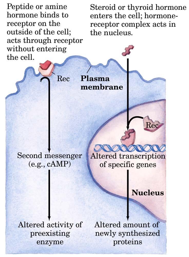 Hormone binding to its receptor may occur at the membrane or intracellular 1. hormone-gated ion channel: change in membrane potential 4.