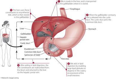 GI Tract: Liver Largest single organ of the body.