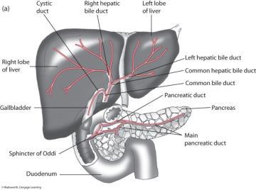 Main Role: concentrate and store bile until needed in SI GI Tract: