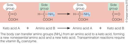 Process of Protein Metabolism Transamination: transfer of amino group from one AA to a carbon skeleton or a-keto