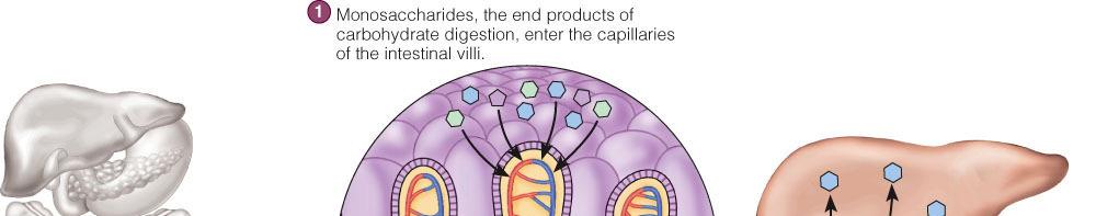 Monosaccharides, the end product of CHO digestion, enter the