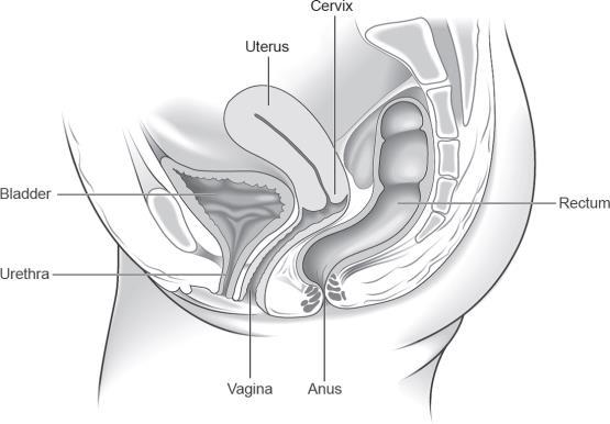 What is Pelvic Organ Prolapse (POP)? The pelvic organs (uterus, bladder and bowel) are supported by your pelvic floor muscles, fascia and ligaments.