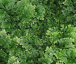 Selaginella bryopteris Shorea robusta syzyium cumini CONCLUSION It was observed that in Chitrakoot area 19 plant species were used for curing diarrheoa and 14 plant species used in dysentery the