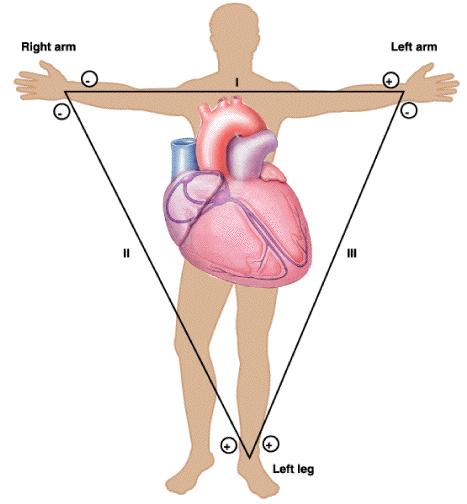 Figure 2: System of limb lead ECG showing the heart dipole and how it projects onto each of the three limb potentials. 3.