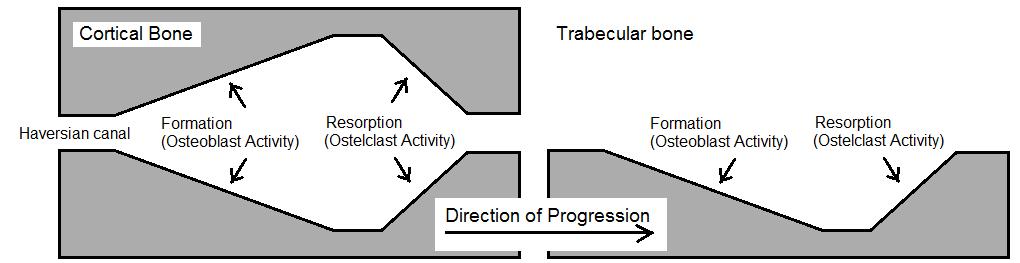 2. THEORETICAL BACKGROUND 10 Figure 2.1.3.1. Remodeling of cortical (left) and trabecular bone (right) by the BMUs. Figure was modified from Hernandez et al. 2000.