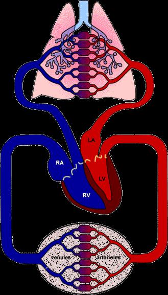 Vascular Resistance SVR = AOmean