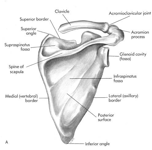 upward, & abduction Humeral adduction & extension results in scapula depression, rotation downward, & adduction Scapula abduction occurs with humeral internal rotation & horizontal adduction Scapula