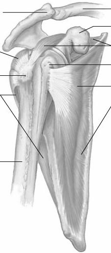 5-32 Latissimus Dorsi Muscle Coracobrachialis Muscle Adduction Extension Internal rotation Horizontal abduction Flexion Adduction Horizontal adduction McGraw-Hill Higher Education.