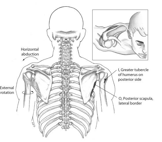 Subscapularis Muscle Supraspinatus Muscle Internal rotation Adduction Extension Stabilization of the humeral head in glenoid fossa Abduction Stabilization of the humeral head in glenoid fossa