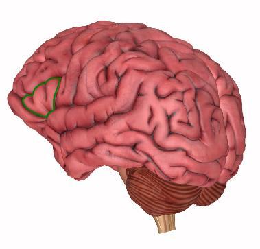 THE INTENTION AND ATTENTION SYSTEMS Dorsolateral prefrontal cortex Frontal lobe Inferior frontal gyrus Precentral sulcus