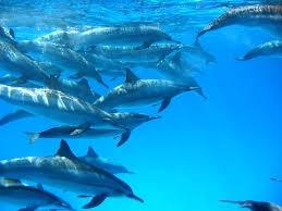 Page 4 Behavioral Adaptation Migration Dolphins live in the Atlantic, Pacific, and Indian oceans.