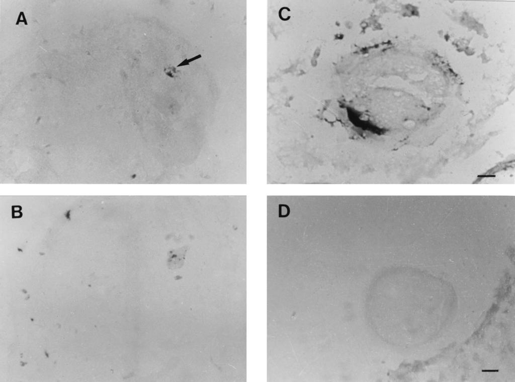 FIGURE 2 (A), The oocyte positively stained for DNA fragmentation (arrowhead) ( 400). (B), Negative control had TDT omitted ( 400). (C), The oocyte exhibited positive staining for the Fas antigen.
