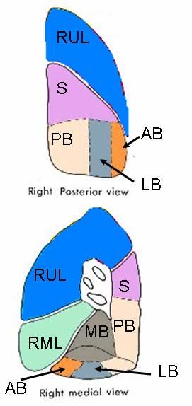RLL Segmental Anatomy The 5 segments of the RLL follow branching of the RLL bronchus Superior (S) Anterior basal (AB)