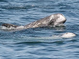 Risso s Dolphin: Take Home Scarred and light colored