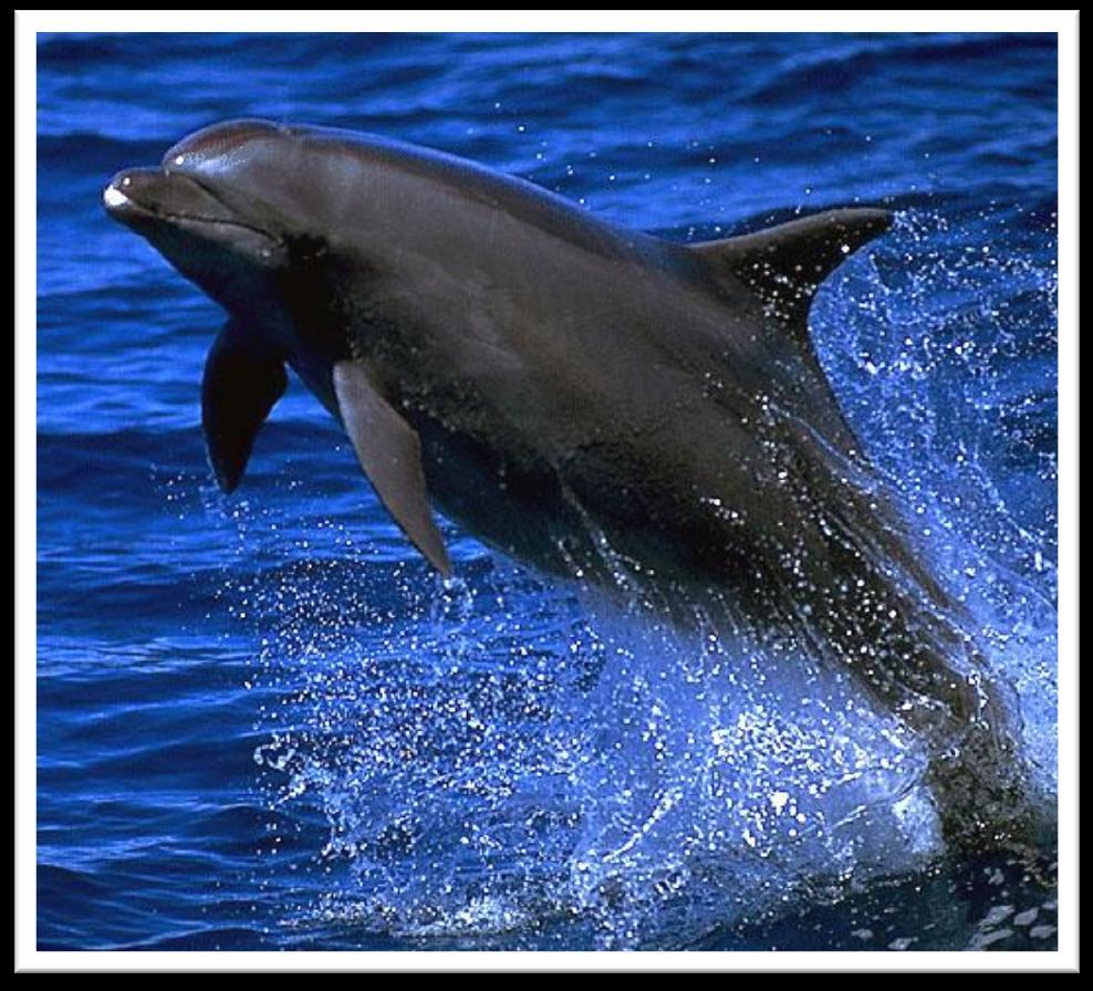 Bottlenose dolphin: Tursiops truncatus 2.5 to 3.