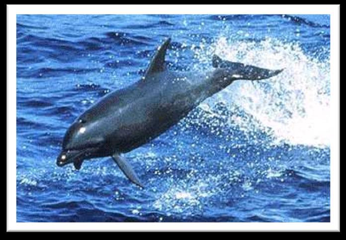 Bottlenose Dolphin Varied diet of fish/squid Small