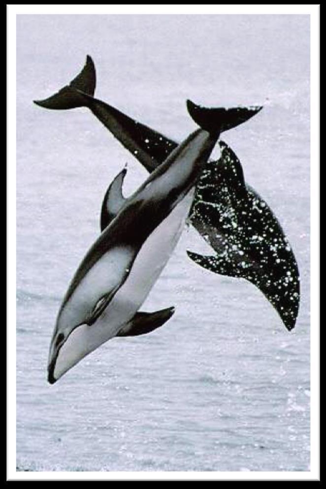 Pacific White-Sided Dolphin Medium