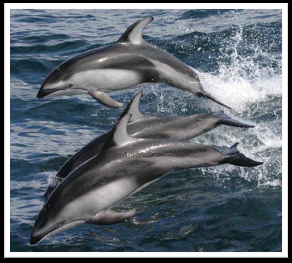 Pacific White-Sided Dolphin Surface active/bow riders Rooster tail Readily associates with other species