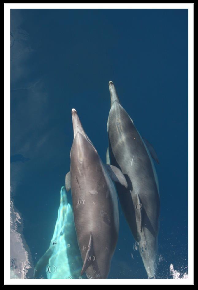 Common Dolphin CA/OR/WA population estimate Short-beaked (Dd):