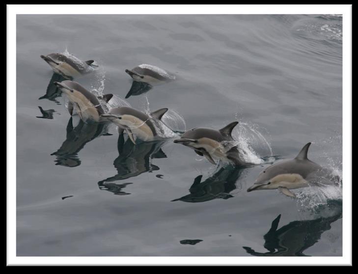 Common Dolphin Diet varies with region Long-beaked (Dc):