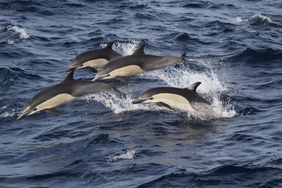 Common Dolphin: Take Home