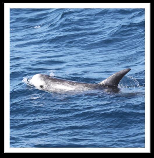 Risso s Dolphin Worldwide distribution Temperate and
