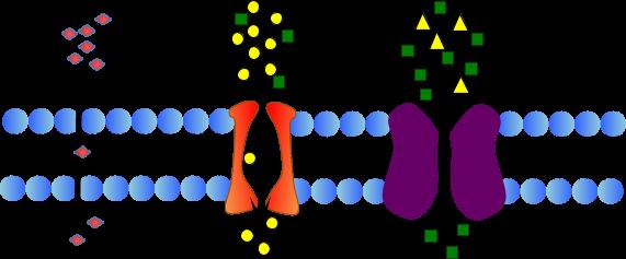 Student Guide Name: Transport through Cell Membranes Using a PHET simulation of homeostasis and different types of cell membrane diffusion The net movement of molecules from an area of high