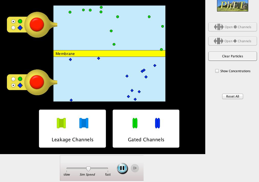 Inside of the cell Molecule selection buttons Outside of the cell Simulation speed slider Fig. 4 Screen shot of simulation window 1.