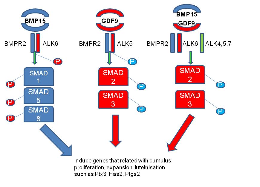 Chapter 1: Literature Review Figure 1.3 Schematic representations of GDF9 and BMP15 homodimers and putative GDF9:BMP15 heterodimers signalling in regulating cumulus and granulosa cell functions.