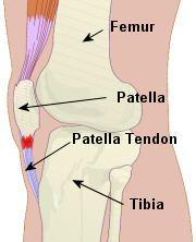 Bones located within a tendon, Person who named this type of bone gave