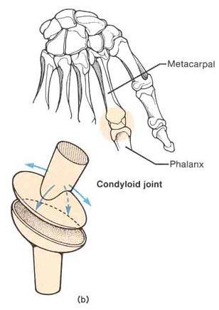 Found at wrist. Allows movement in two planes called biaxial.