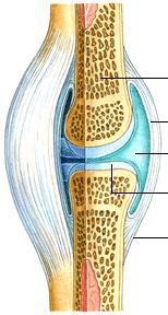 Articular Cartilage A bluish-white covering of cartilage which prevents wear & tear